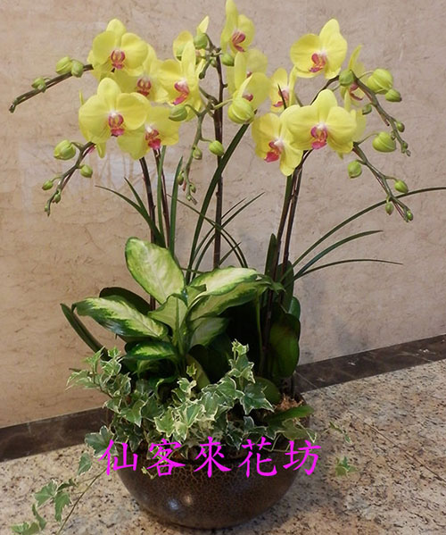 陶板 胡蝶蘭 額装品 逸品 N164 - 陶芸